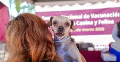 Realizan mega jornada de esterilizaci�n y salud animal en Mexicali