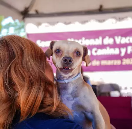 Realizan mega jornada de esterilizaci�n y salud animal en Mexicali