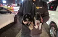 Rescatan a dos cachorros que eran vendidos cerca de la Garita de San Ysidro en Tijuana
