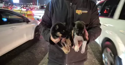 Rescatan a dos cachorros que eran vendidos cerca de la Garita de San Ysidro en T