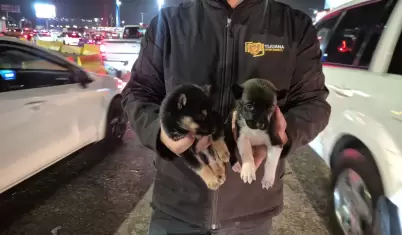 Rescatan a dos cachorros que eran vendidos cerca de la Garita de San Ysidro en T