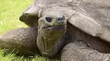 Jonathan, la tortuga m�s longeva del mundo