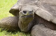 VIDEO Jonathan, la tortuga m�s longeva del mundo