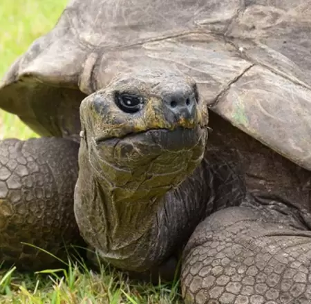 Jonathan, la tortuga m�s longeva del mundo