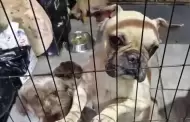 Denuncian venta ilegal de cachorros en San Ysidro y muerte de algunos de ellos por maltrato durante su comercializaci�n