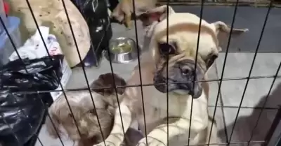 venta ilegal de perros