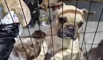 venta ilegal de perros