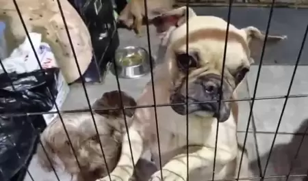 venta ilegal de perros