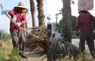 Implementa Gobierno de Ensenada operativo de poda de palmeras