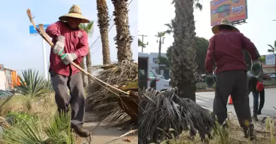Operativo de poda de palmeras