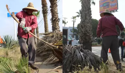 Operativo de poda de palmeras