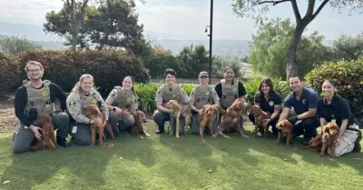 Rescatan a nueve golden retrievers en condiciones de abandono en Bonsall
