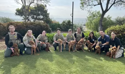Rescatan a nueve golden retrievers en condiciones de abandono en Bonsall
