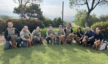Rescatan a nueve golden retrievers en condiciones de abandono en Bonsall
