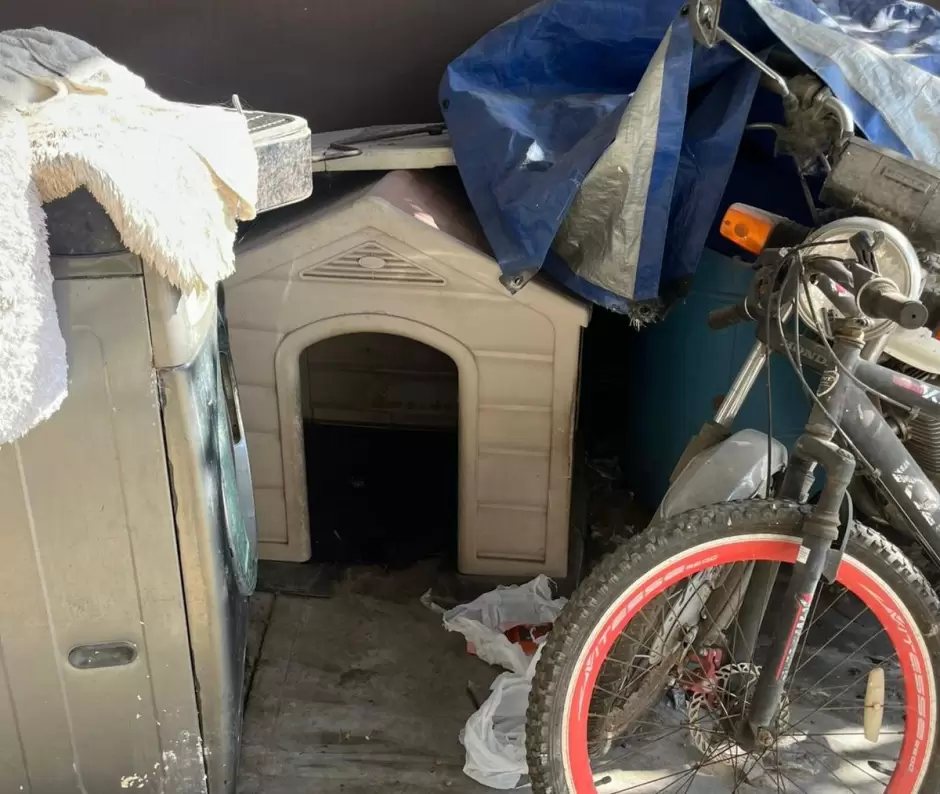 Maltrato animal en Nuevo Milenio