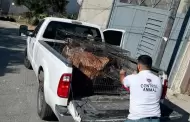 Gobierno de Tijuana atiende denuncia por presunto maltrato animal en Nuevo Milenio