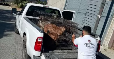 Maltrato animal en Nuevo Milenio