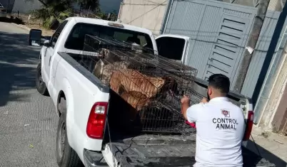 Maltrato animal en Nuevo Milenio