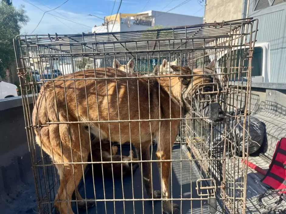 Maltrato animal en Nuevo Milenio