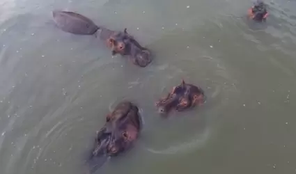 Hipop�tamos en Colombia