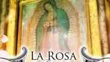 La rosa de Guadalupe