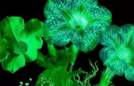 �Plantas que brillan! �Ya las conoces?