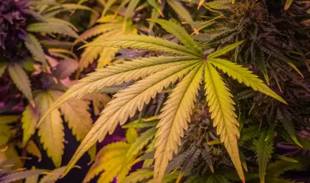 Hojas de la planta de cannabis