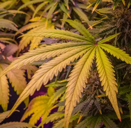 Hojas de la planta de cannabis
