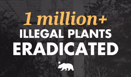 California elimina m�s de 215 mil condenas por cannabis