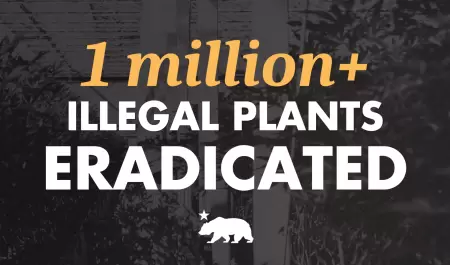 California elimina m�s de 215 mil condenas por cannabis