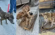 FGE asegura 15 perros en condiciones cr�ticas durante cateo por maltrato animal