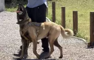 VIDEO.- Realizan certificaci�n masiva de perros de rescate en Tijuana