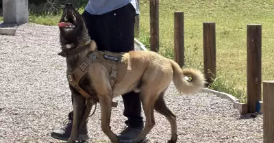 Realizan certificaci�n masiva de perros de rescate en Tijuana