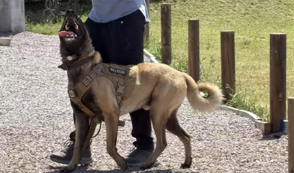 Realizan certificaci�n masiva de perros de rescate en Tijuana