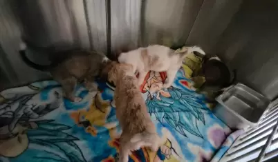 Protecci�n animal
