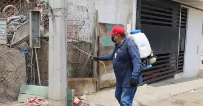 Advierten en Baja California sobre Rickettsiosis durante temporada de calor
