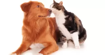 mascotas