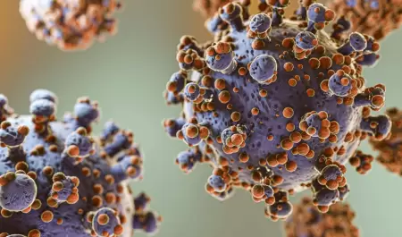 hantavirus