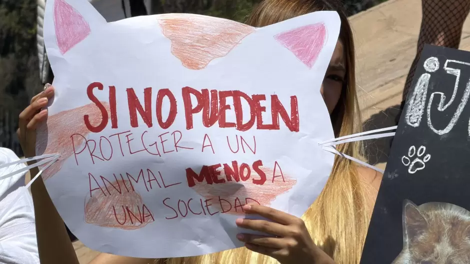 Marchan en Tijuana para exigir justicia por gatito torturado