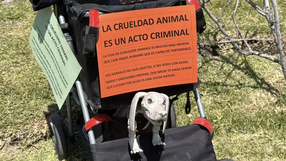 Marchan en Tijuana para exigir justicia por gatito torturado