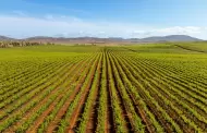 Valle de Guadalupe puede recuperar competitividad: CCE Ensenada