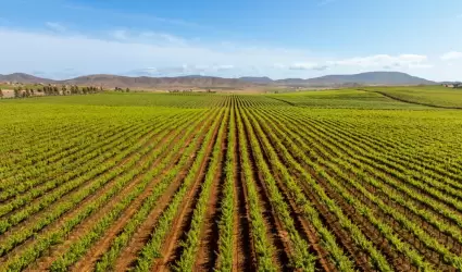 Valle de Guadalupe