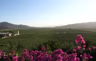Llama ProValle a fortalecer colaboraci�n para preservar competitividad del Valle de Guadalupe