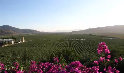 Valle de Guadalupe