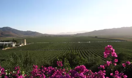 Valle de Guadalupe