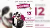 Invita Secretar�a de Medio Ambiente a aprovechar jornada de esterilizaci�n gratu
