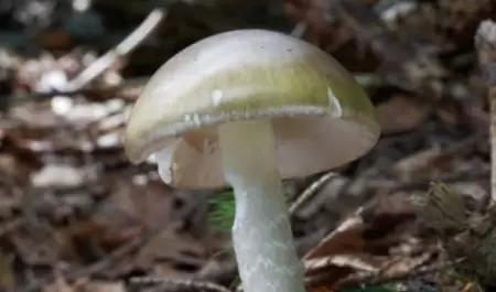 -