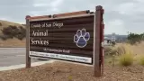 Atienden a animales rescatados de propiedad en Julian
