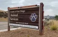 Atienden a animales rescatados de propiedad en Julian; algunos fueron trasladados a santuario especializado