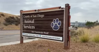 Atienden a animales rescatados de propiedad en Julian
